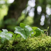 Juste après l'averse
