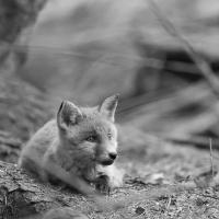 Quel était ce bruit ?