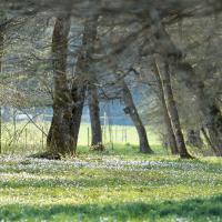 Fraîcheur de printemps