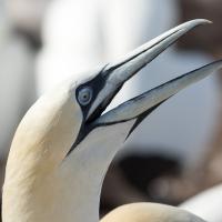 Bavard, Fou de Bassan, Canada