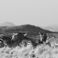 En groupe, Zèbre de montagne, Namibie