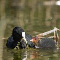Apprendre à manger - foulque macroule